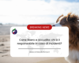 Cane libero e accudito: chi è il responsabile in caso di incidenti?